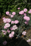 Dianthus 'Inchmery' RCP6-2013 228.JPG